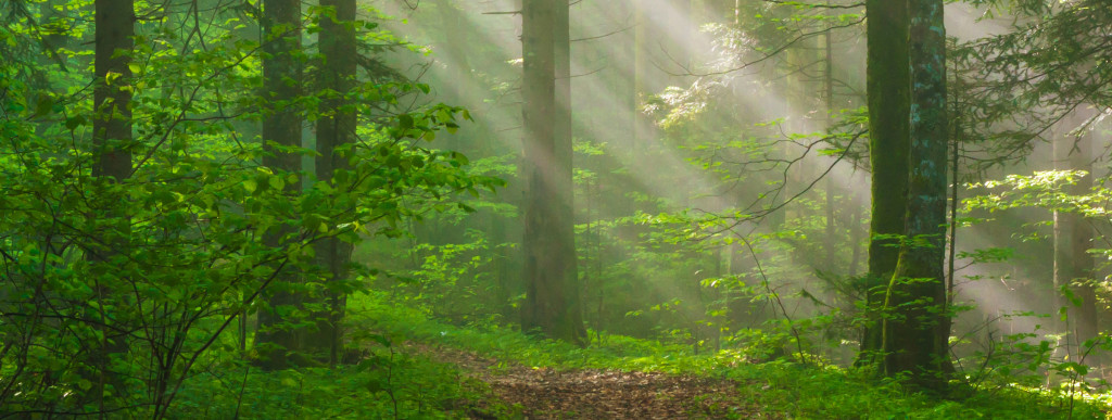 Natuurbeelden in de klas
