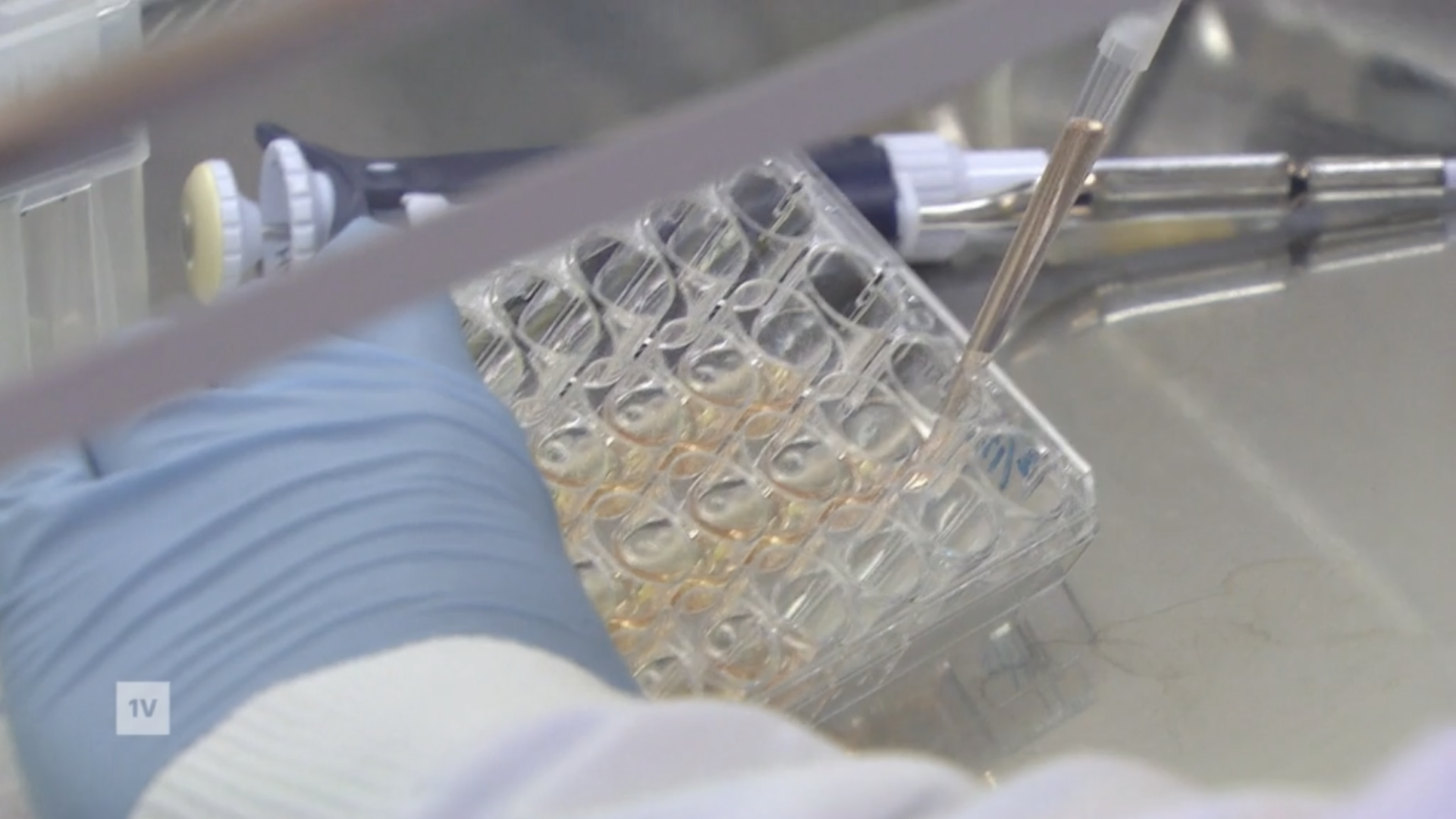 lab