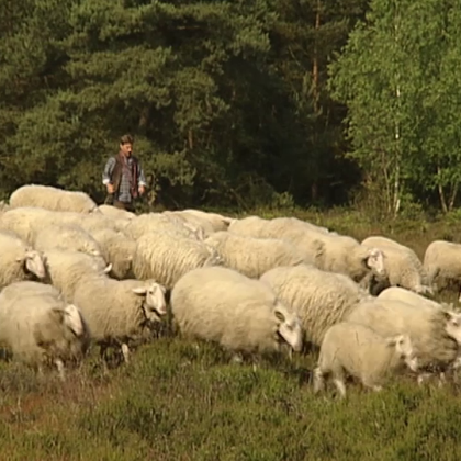 Het heideschaap